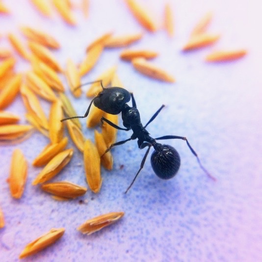 Messor ant iphone macrophotography